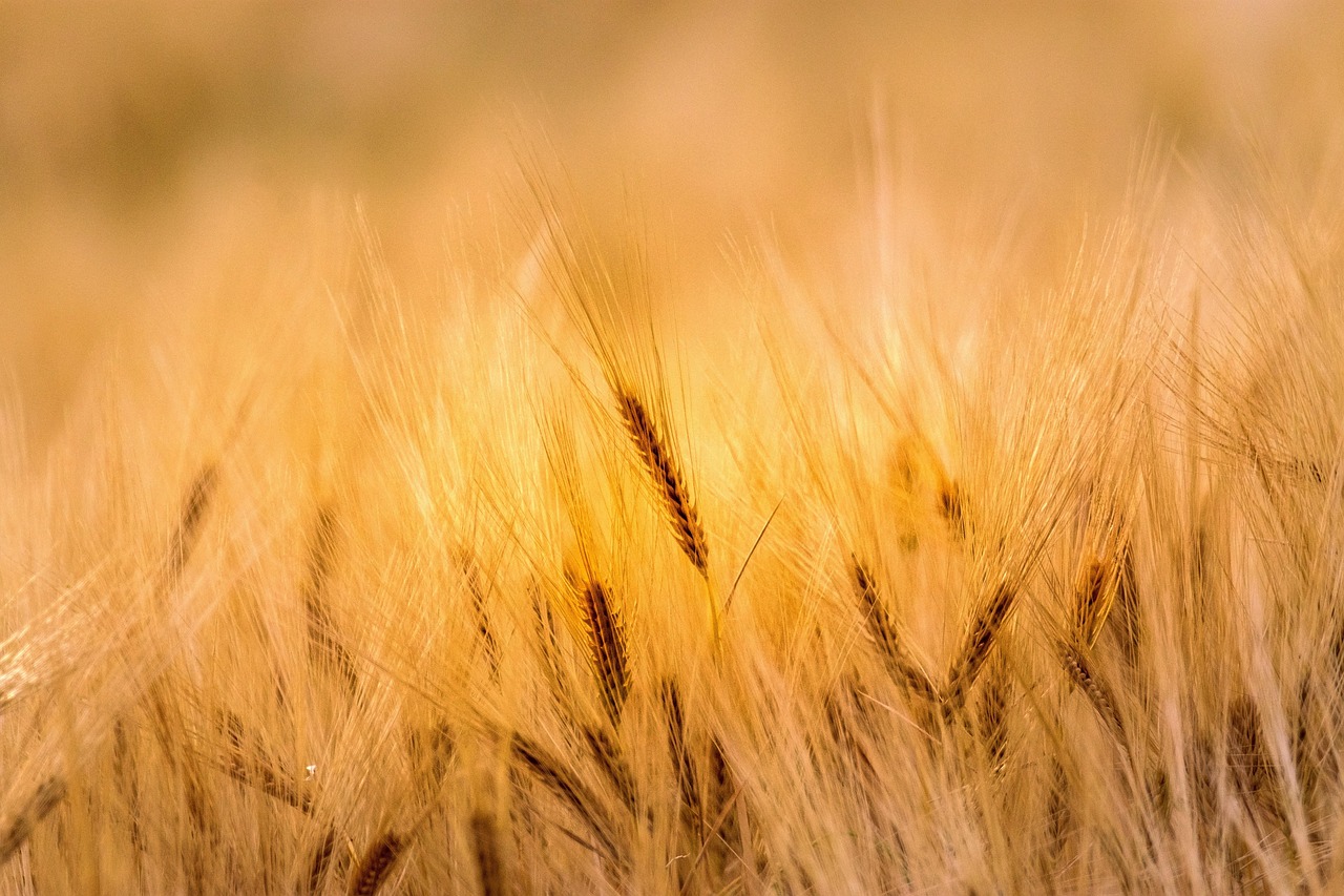 wheat, field, agriculture, farm, nature, farming, landscape, rural, countryside, summer, wheat, wheat, wheat, wheat, wheat